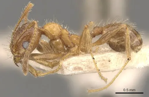 Pheidole dentata - CASENT0908219