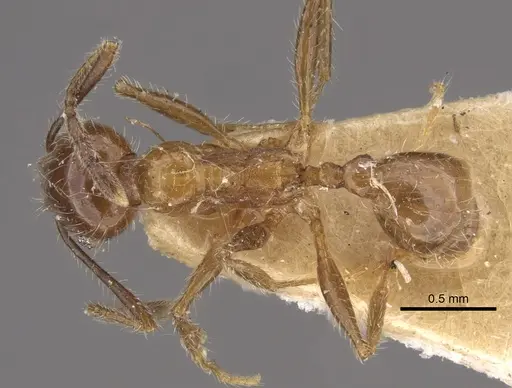 Pheidole dentata - CASENT0917765