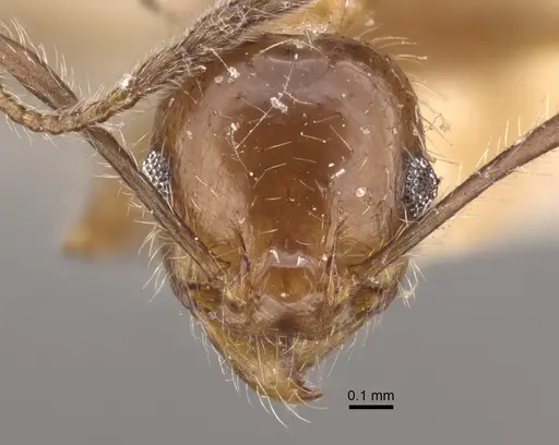 Pheidole dentata - CASENT0917765