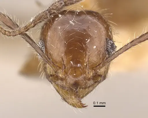 Pheidole dentata - CASENT0917765
