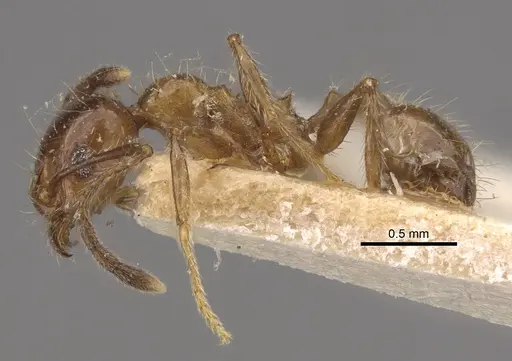 Pheidole dentata - CASENT0917765
