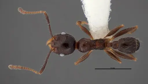 Pheidole dentata - FMNHINS0000078503