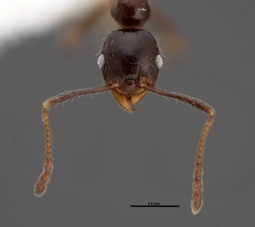 Pheidole dentata - FMNHINS0000078503