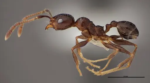 Pheidole dentata - FMNHINS0000078503
