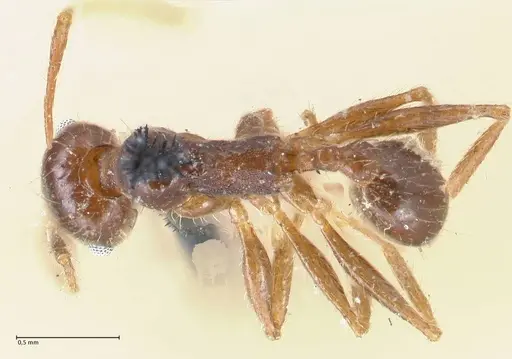 Pheidole dentata - FOCOL1552