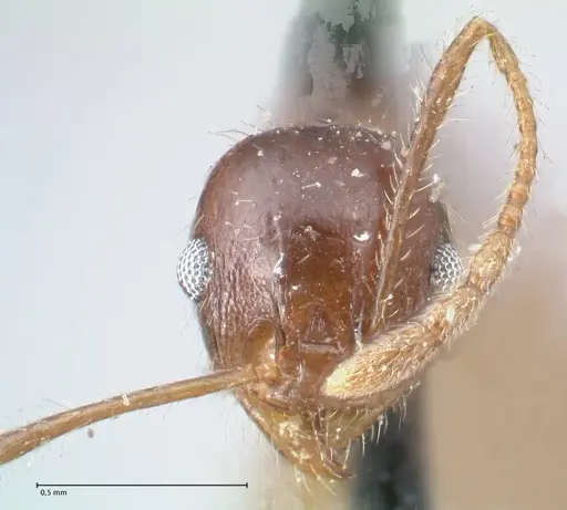 Pheidole dentata - FOCOL1552