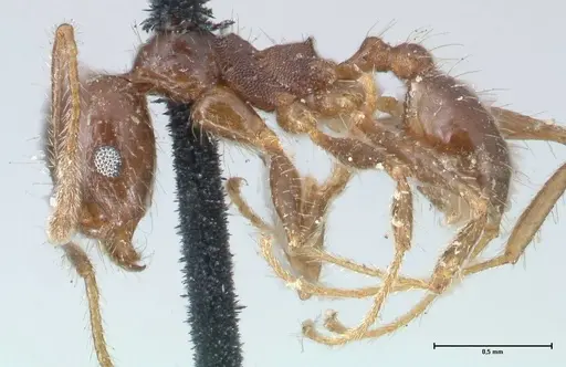 Pheidole dentata - FOCOL1552