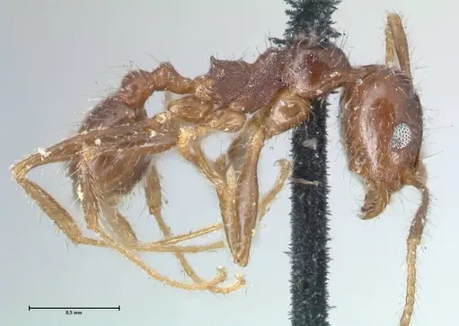 Pheidole dentata - FOCOL1552