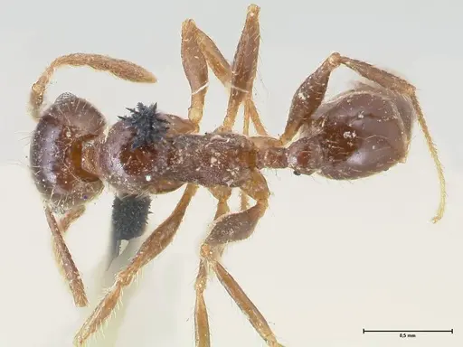 Pheidole dentata - FOCOL1553