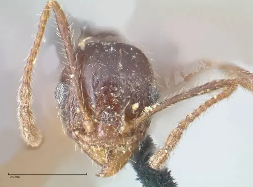 Pheidole dentata - FOCOL1553