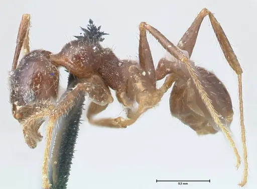Pheidole dentata - FOCOL1553
