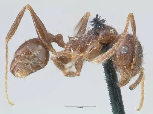 Pheidole dentata - FOCOL1553