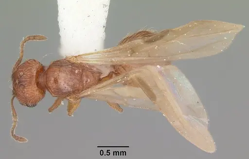 Pheidole dentigula specimen