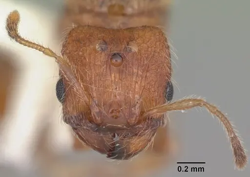 Pheidole dentigula specimen