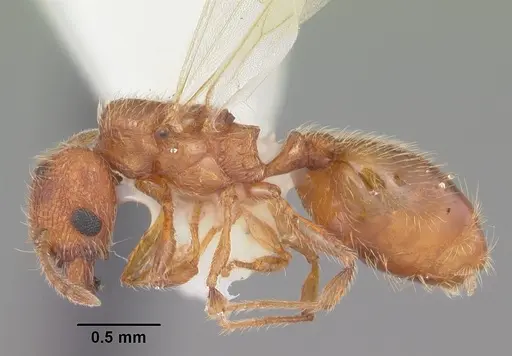 Pheidole dentigula specimen