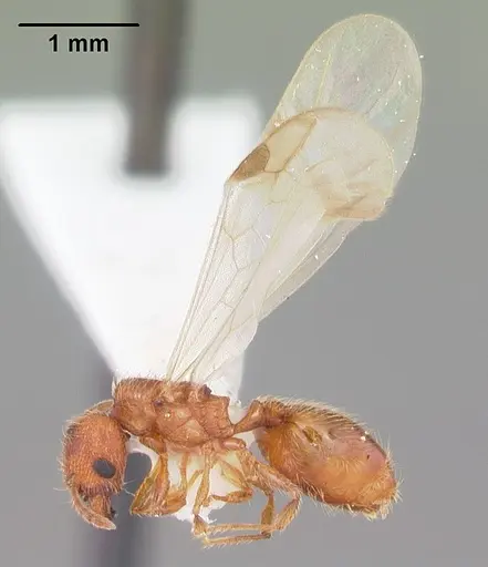 Pheidole dentigula - CASENT0104392