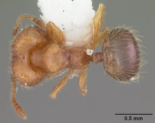 Pheidole dentigula - CASENT0104393