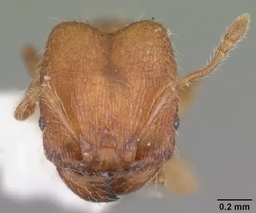 Pheidole dentigula - CASENT0104393