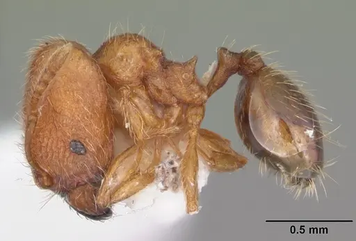 Pheidole dentigula - CASENT0104393