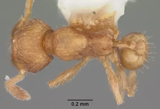 Pheidole dentigula - CASENT0104394