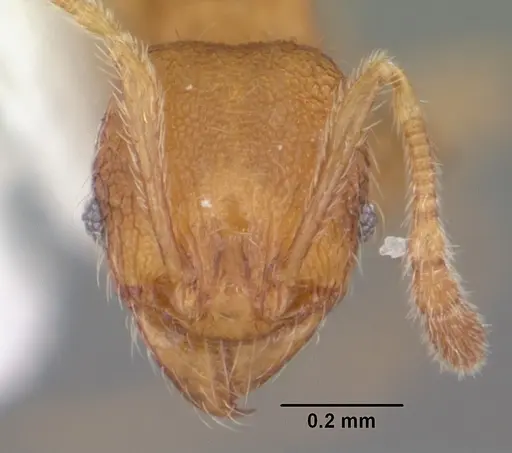 Pheidole dentigula - CASENT0104394