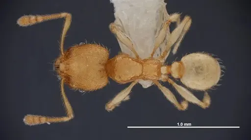 Pheidole dentigula - FMNHINS0000088647