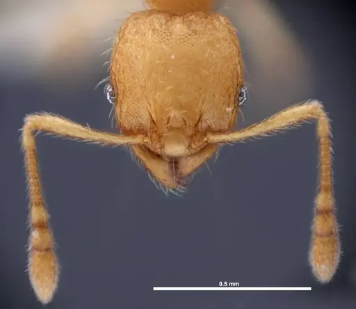 Pheidole dentigula - FMNHINS0000088647