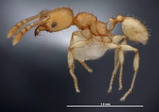 Pheidole dentigula - FMNHINS0000088647