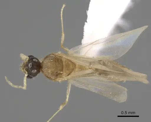 Pheidole depressinoda specimen