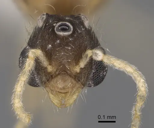 Pheidole depressinoda specimen