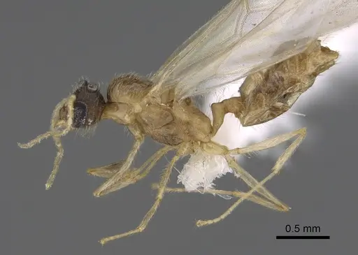 Pheidole depressinoda specimen