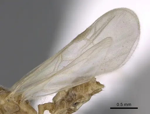 Pheidole depressinoda - CASENT0611032