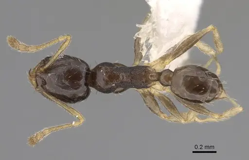 Pheidole depressinoda - CASENT0611033