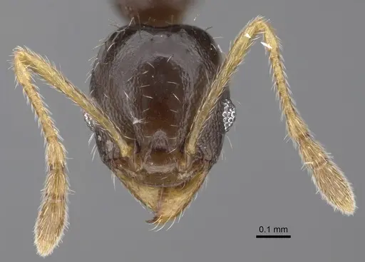 Pheidole depressinoda - CASENT0611033