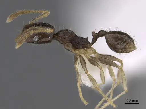 Pheidole depressinoda - CASENT0611033