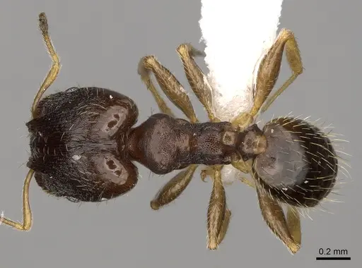 Pheidole depressinoda - CASENT0611034