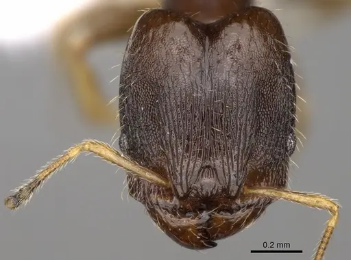 Pheidole depressinoda - CASENT0611034