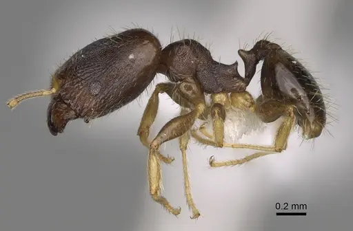 Pheidole depressinoda - CASENT0611034