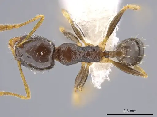 Pheidole depressinoda - CASENT0611610