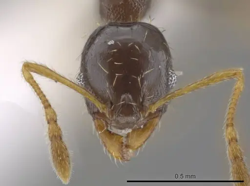 Pheidole depressinoda - CASENT0611610