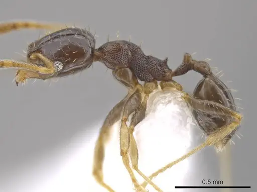 Pheidole depressinoda - CASENT0611610