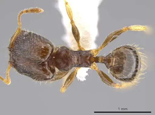 Pheidole depressinoda - CASENT0611611