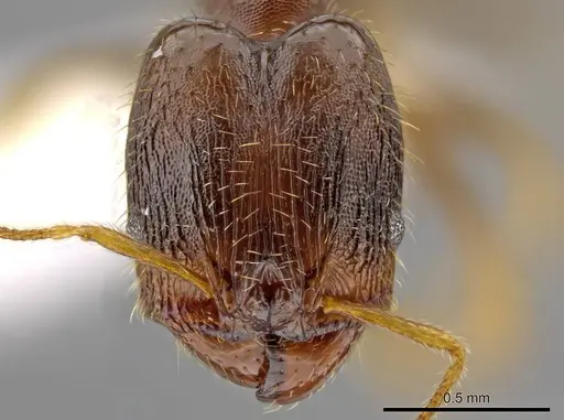 Pheidole depressinoda - CASENT0611611