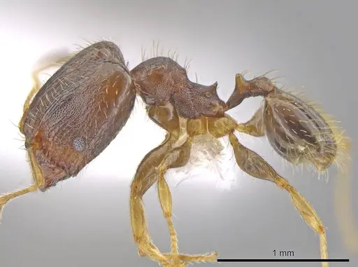 Pheidole depressinoda - CASENT0611611