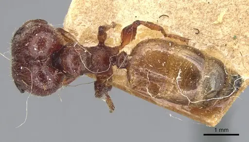 Pheidole deserticola specimen