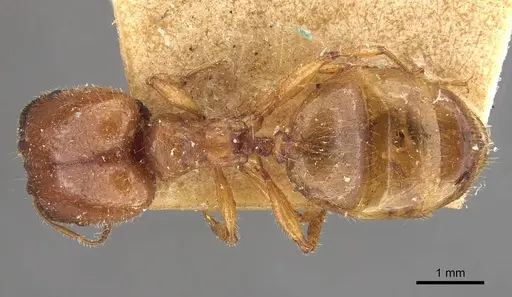 Pheidole deserticola - CASENT0908039