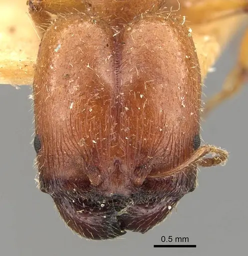 Pheidole deserticola - CASENT0908039