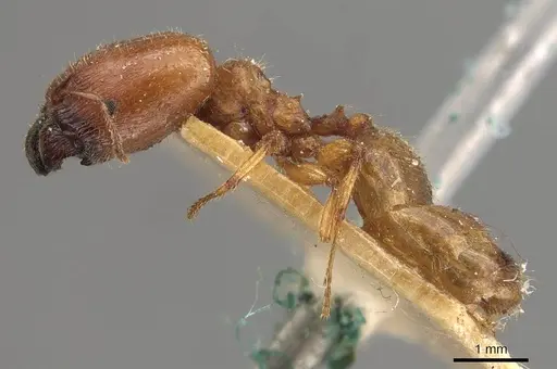 Pheidole deserticola - CASENT0908039