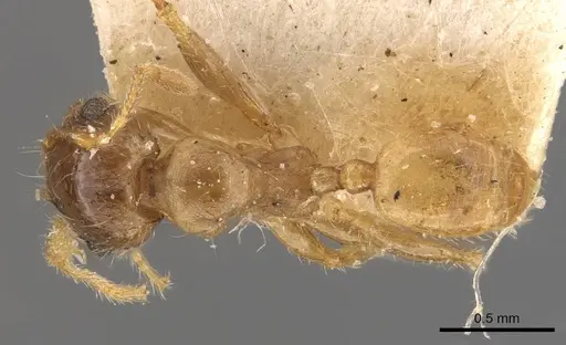 Pheidole deserticola - CASENT0908040