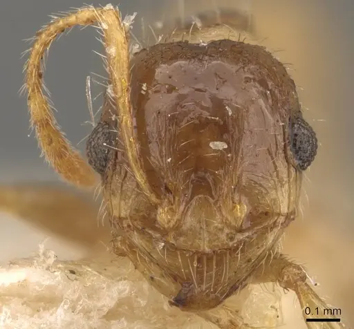 Pheidole deserticola - CASENT0908040